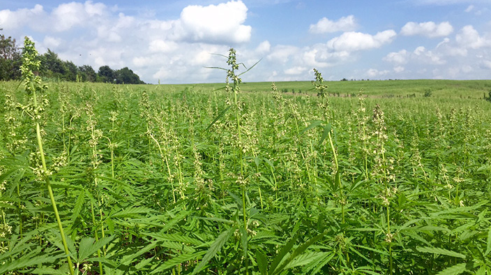 Ed Gillespie’s Support for Hemp: ‘A Real Economic Opportunity’